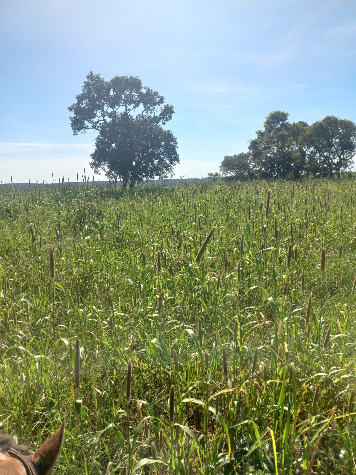 Fazenda - 380 ha