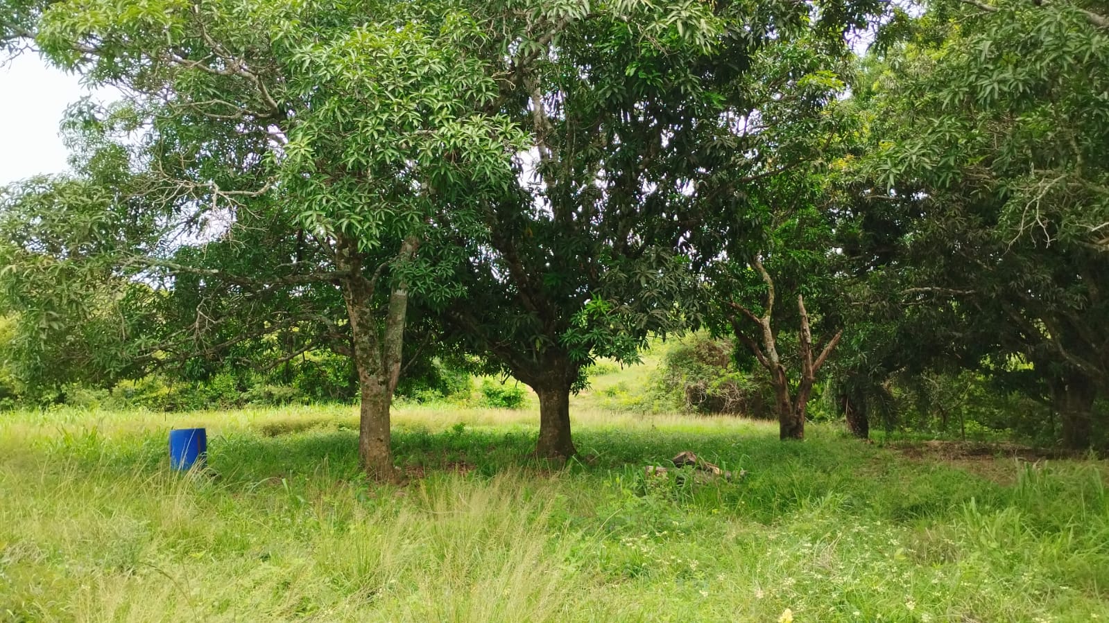 Chácara 53,00 ha - MT 130 Km 5