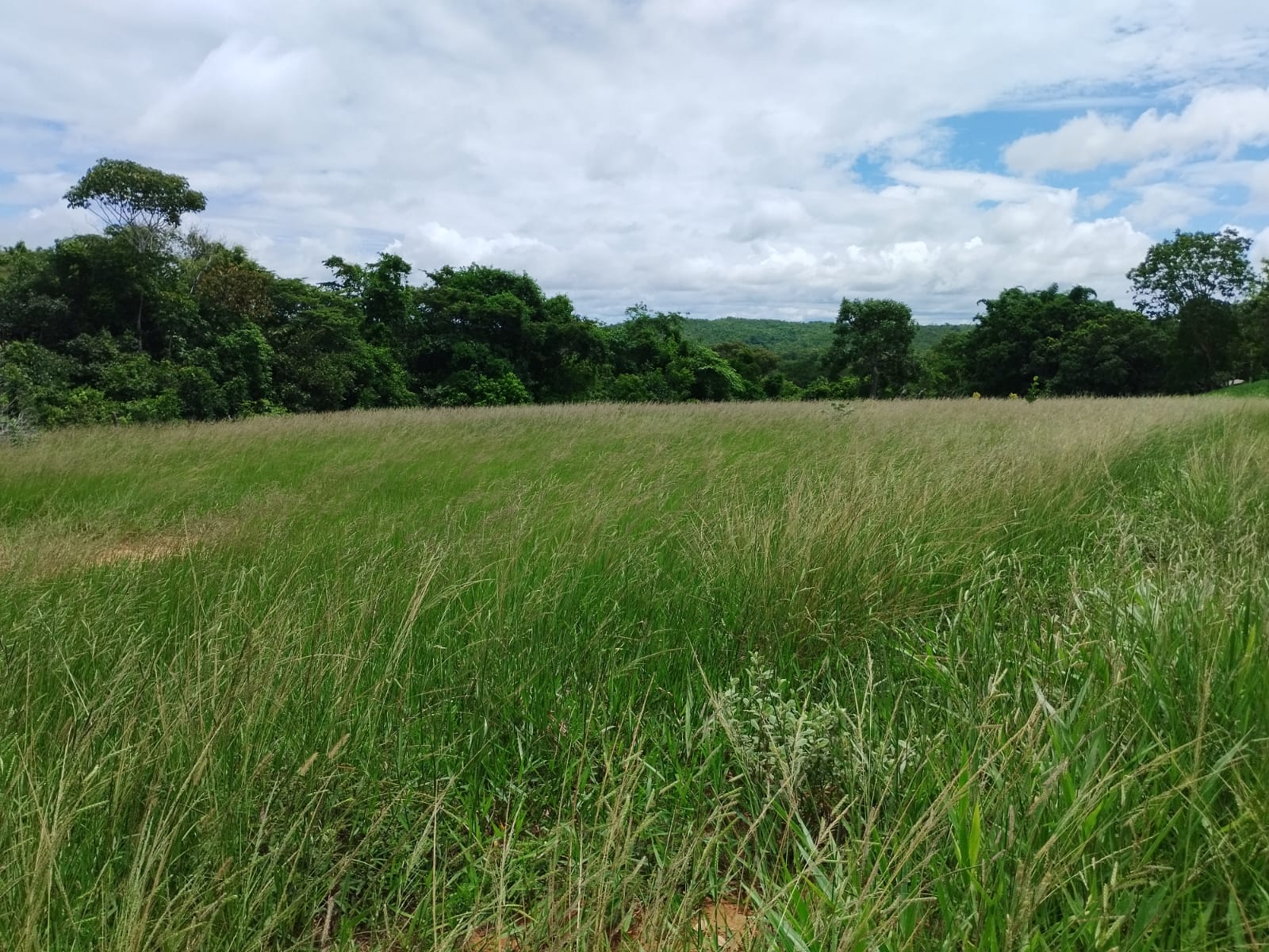 Chácara 53,00 ha - MT 130 Km 5