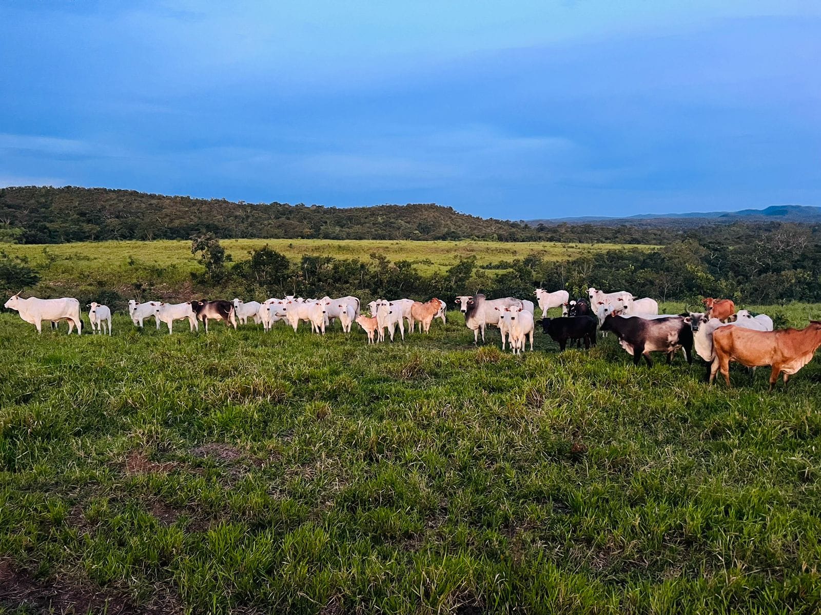 Área rural - 201 ha