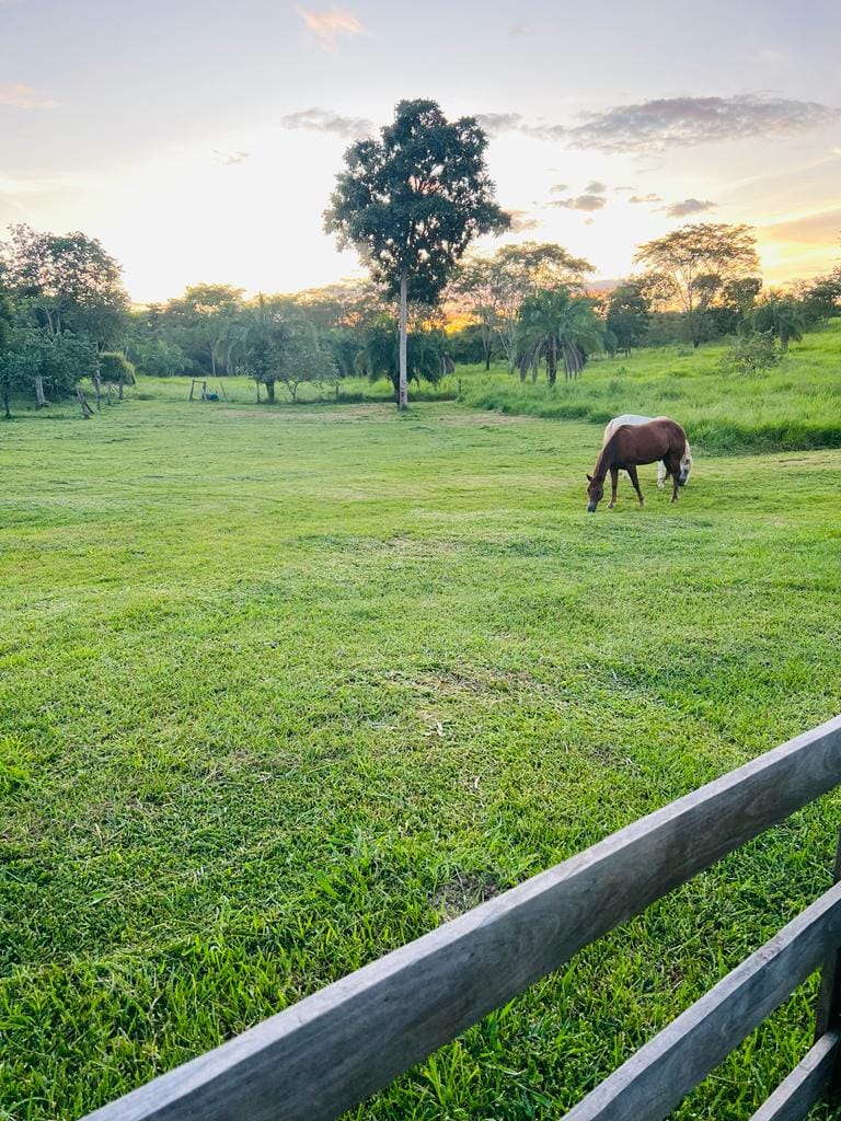 Área rural - 201 ha