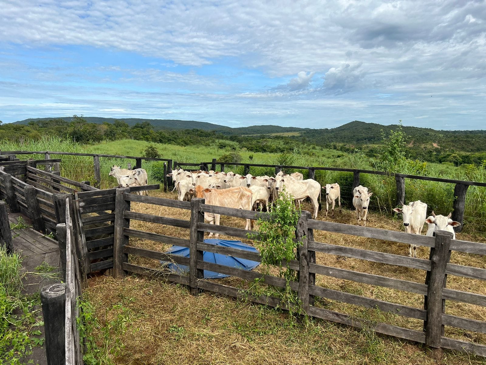 Área rural - 201 ha